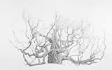 Now on show | The Art of Trees