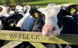 World Milk Day at Collingthwaite Farm