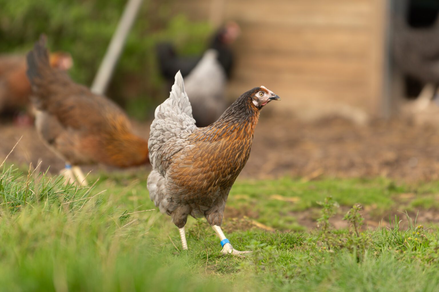 Visit the Welbeck Kitchen Garden on the Welbeck Estate