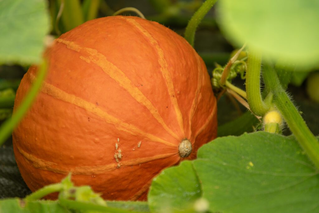 Squash