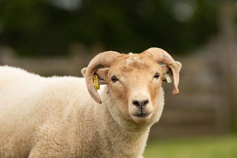 Portland Sheep - Welbeck Kitchen Garden