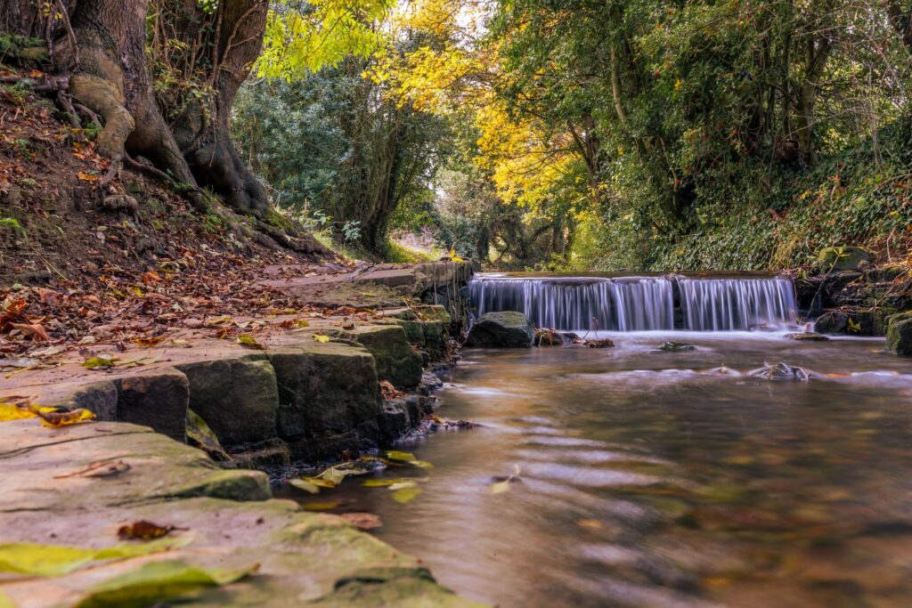 Belph stream