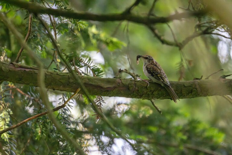 Wildlife Welbeck Estate