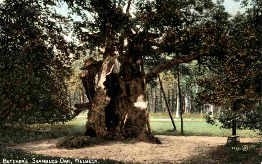 Butcher's Shambles Oak, Welbeck. Post mark 1910