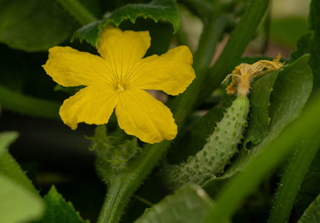 Cucumber