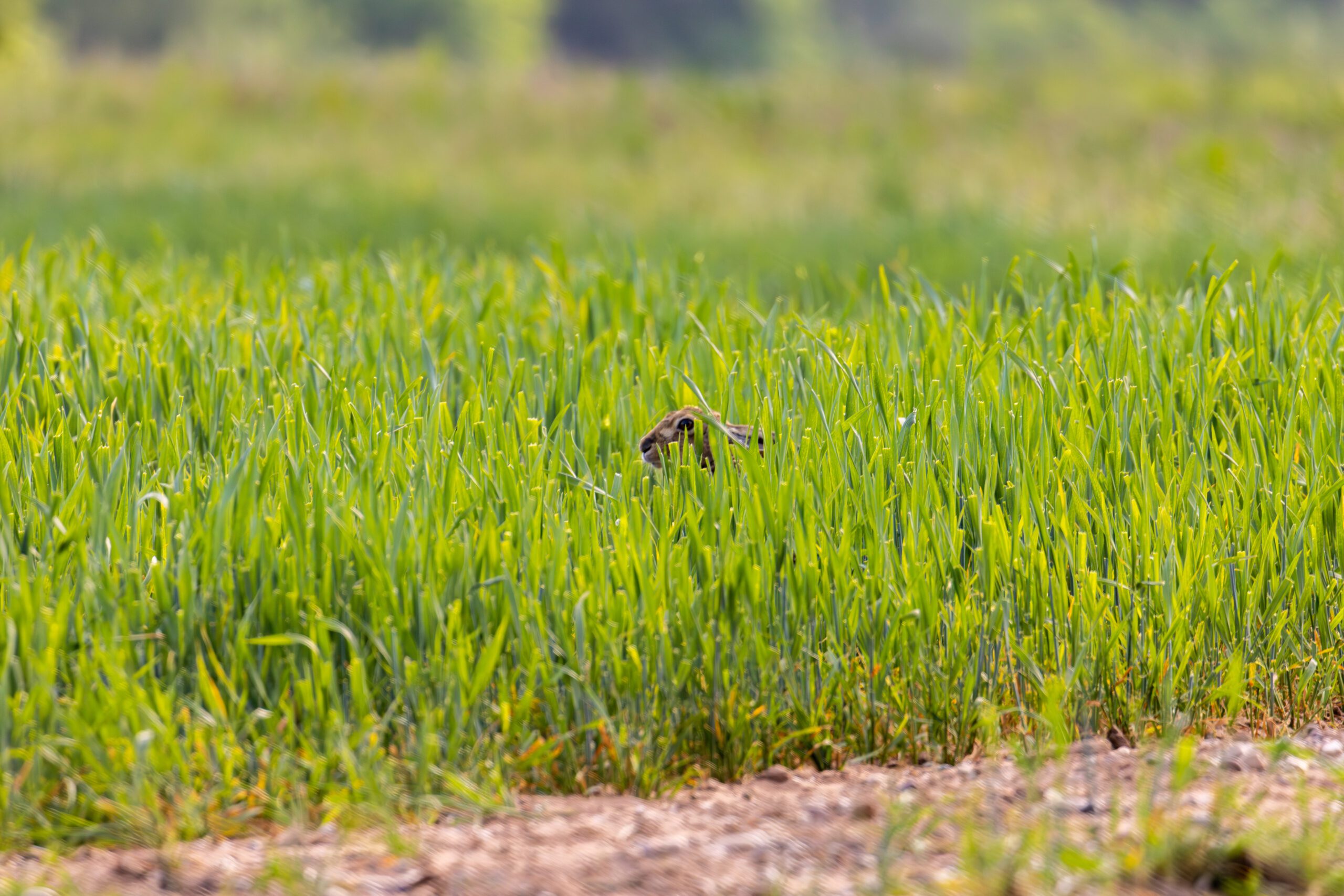 Hare in Field at Welbeck