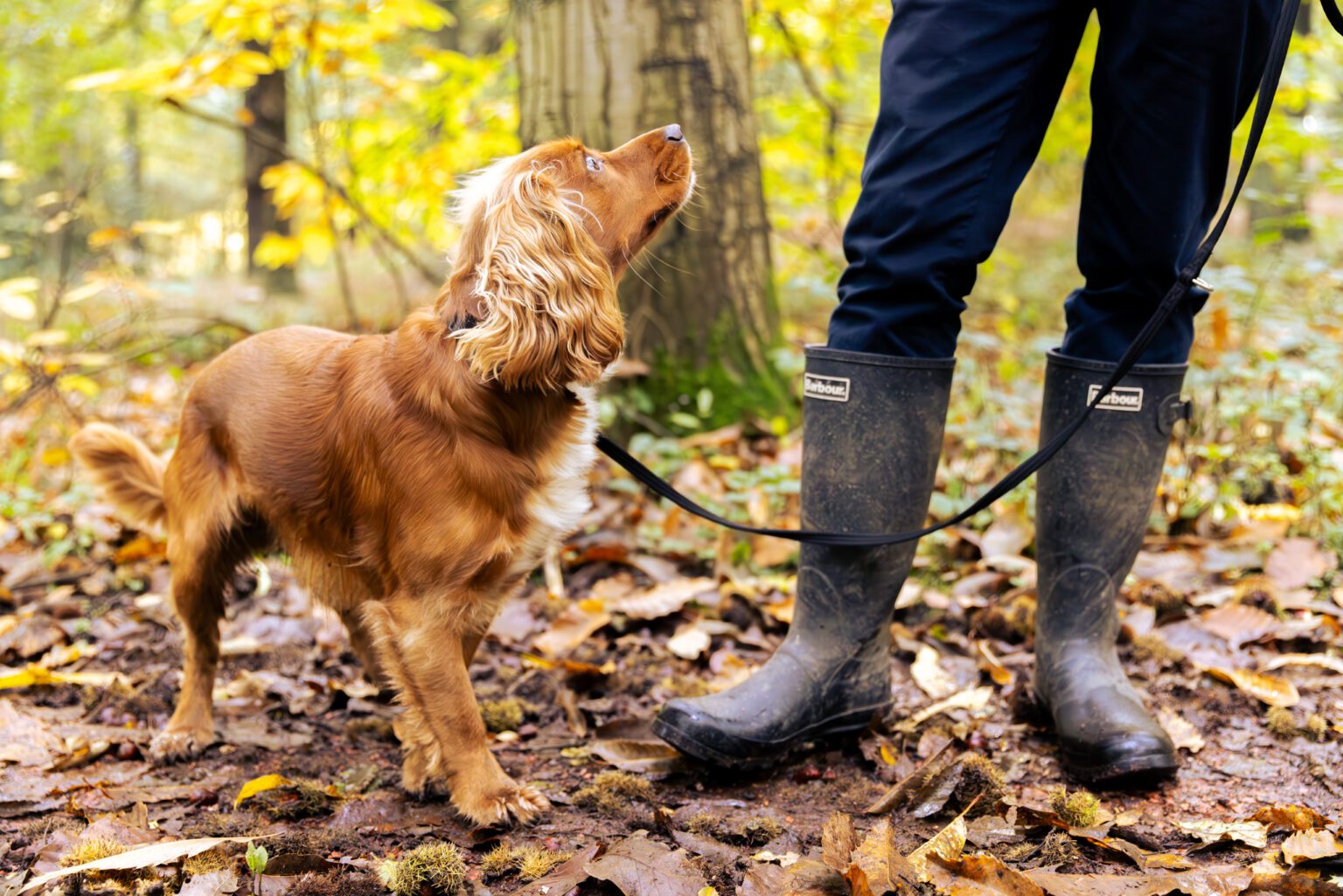 Dog friendly Walks on the Welbeck Estate