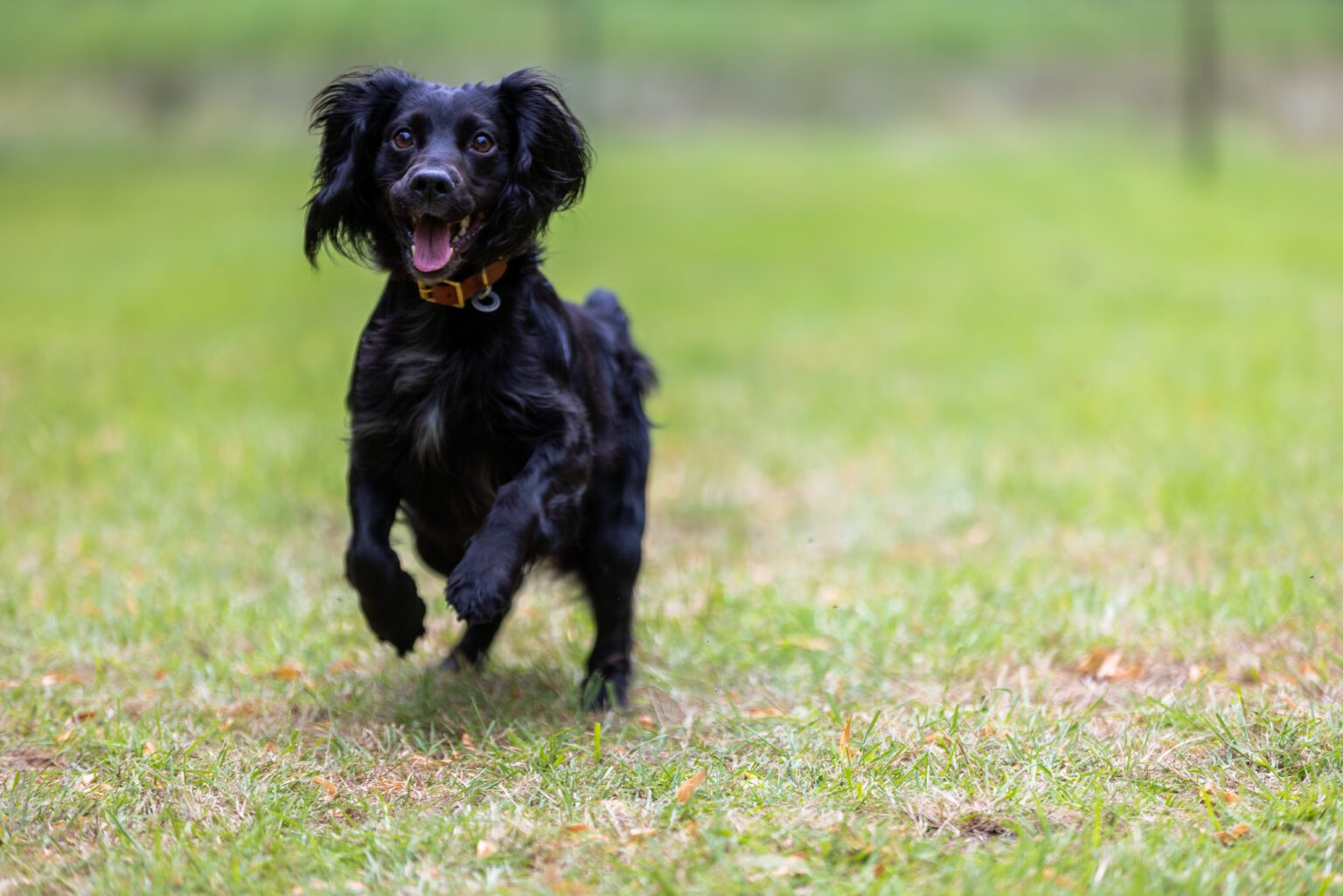 Dog Park
