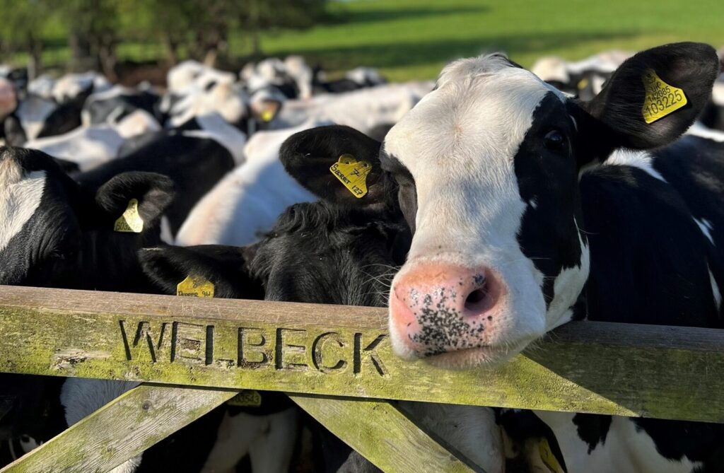 Welbeck Dairy Herd