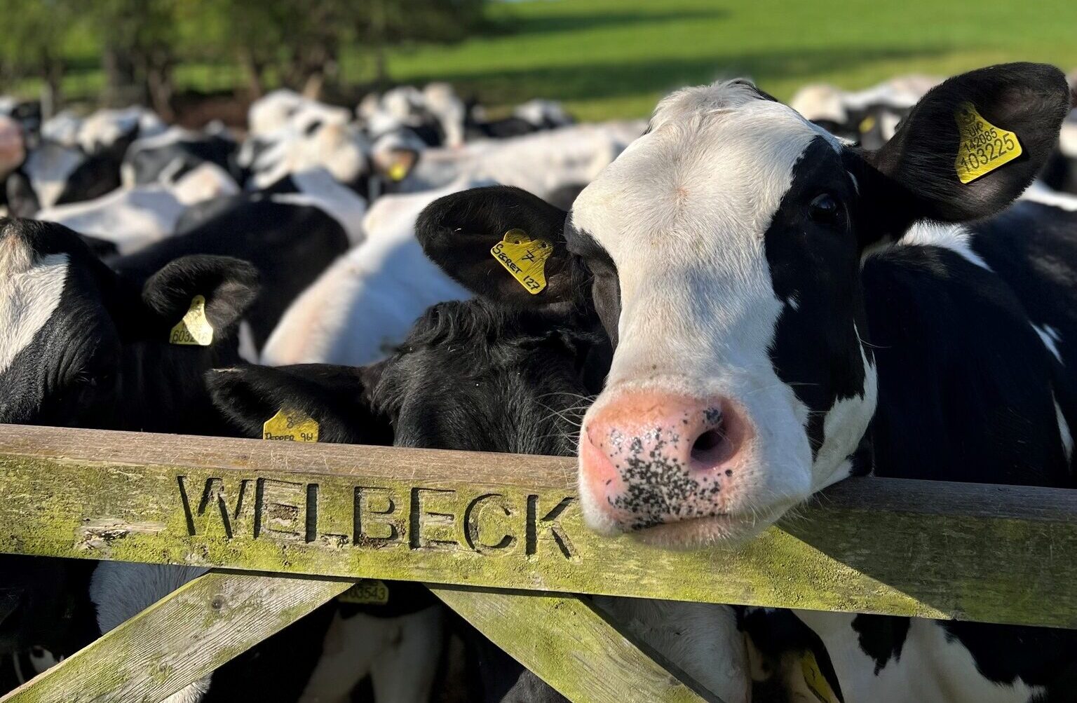 Welbeck Dairy Herd