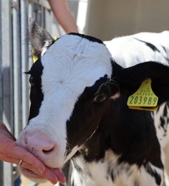 cow 5