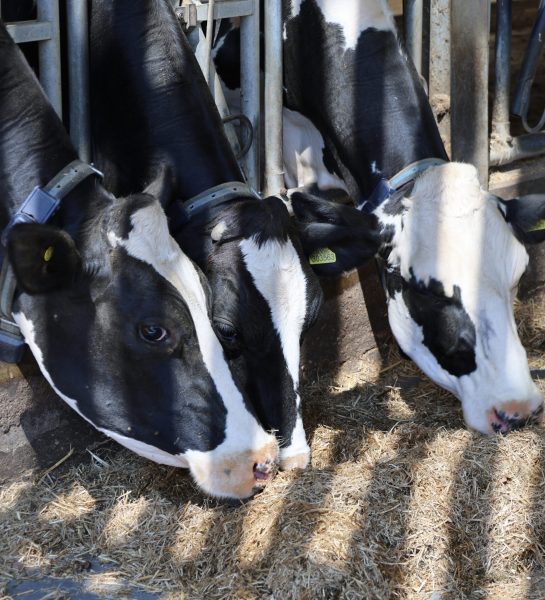 cow 6
