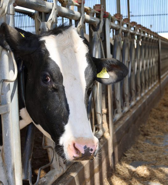 cow 7