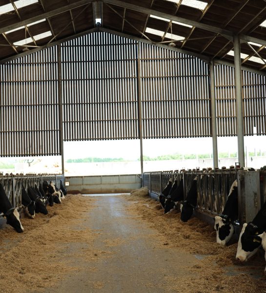 cow 8