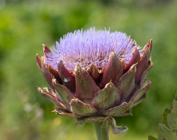 Welbeck Kitchen Garden
